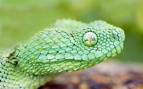 animals, Snake, Nature, Reptile, Vipers Wallpapers HD / Desktop and ...