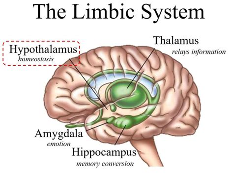 The Limbic System - Hypothalamus - THE REIGN OF THE BRAIN