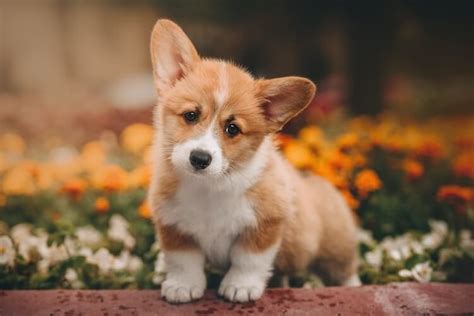 17 Popular Corgi Mixes