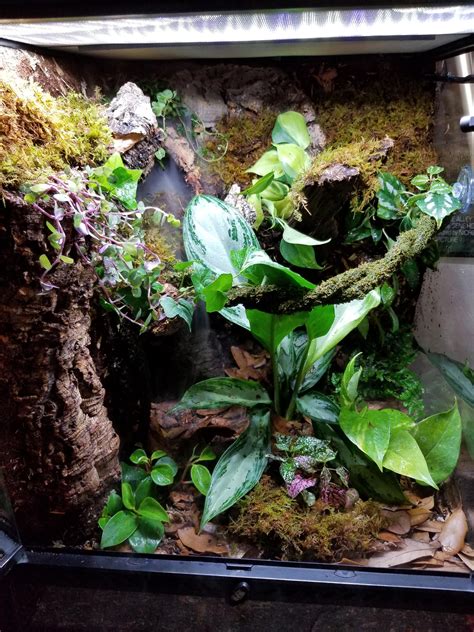 Image result for crested gecko vivarium | Gecko vivarium, Crested gecko ...