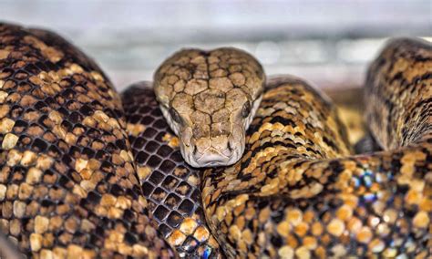 Jamaican Boa - A-Z Animals