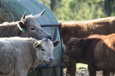 Beginner Rancher Guide Part One - My Job Depends on Ag Magazine