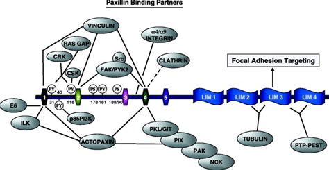 6. Paxillin binding partners, "used by permission of Brown and Turner ...