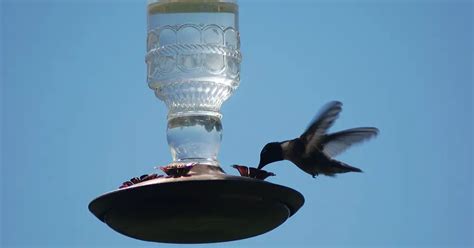 4 Bird Feeding Tips For Success In Attracting Visitors To Your Yard