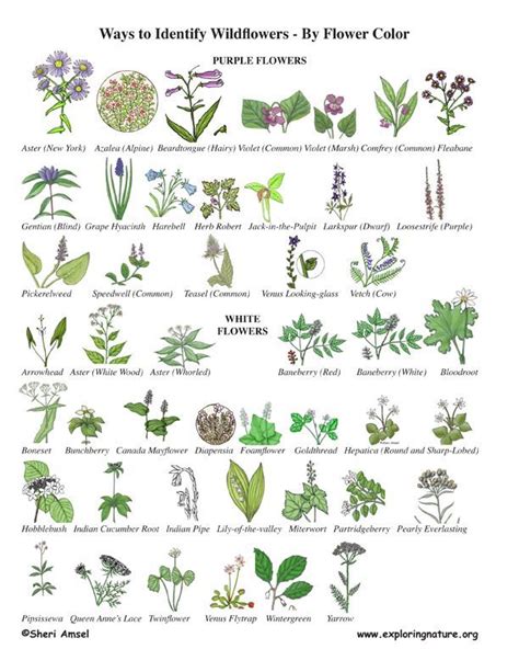 Image result for herb with serrated lobed leaves and white flowers ...