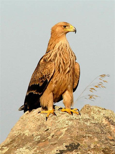 Spanish Imperial Eagle | Imperial eagle, Birds, Eagle