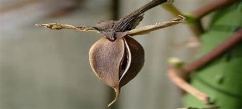 Collecting Moonflower Seeds for Next Season | DoItYourself.com