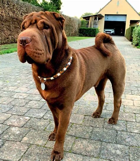 Shar-Pei Colors: All 21 Coat Colors Explained With Pictures