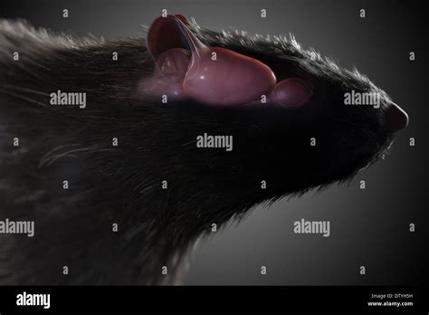 Rat Brain Anatomy Stock Photo - Alamy