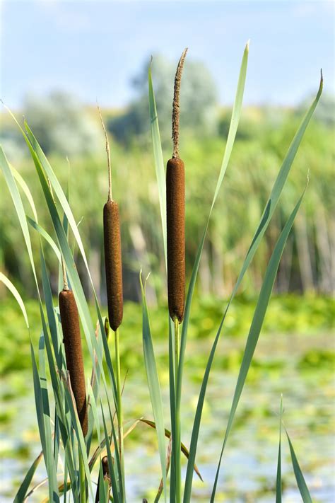 What do Cattails and Hemp Have in Common?