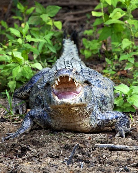 Closeup of a Black Caiman Melanosuchus Niger Sitting Along Banks of ...