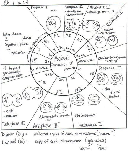 Cell Cycle Drawing Worksheet at GetDrawings | Free download