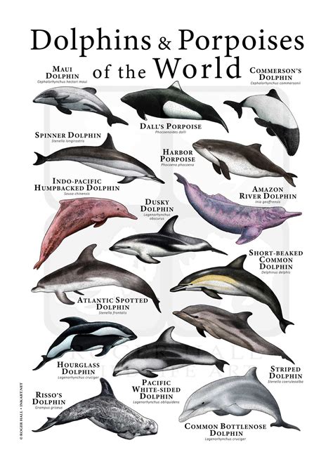 Types Of Dolphins