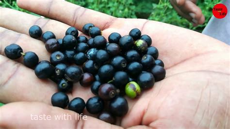 jungle fruits | jungle fruits in sri lanka | eraminiya | taste with ...