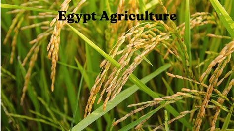 Egypt Agriculture - the beginning, farming, and characteristics - Arab ...