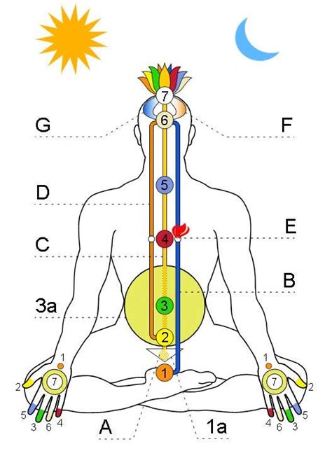 Human Mechanism-Discover the Ida and Pingala Nadis | by James | River ...