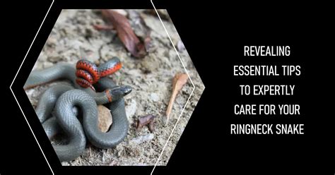 Ringneck Snake Care