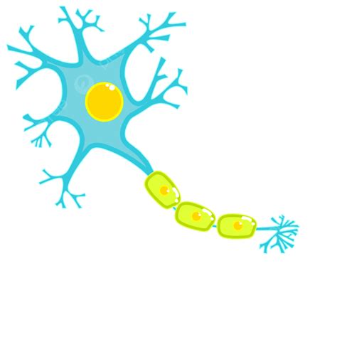 Neuron Nerve Axon Dendritic Brain Science Impulse Vector Illustration ...