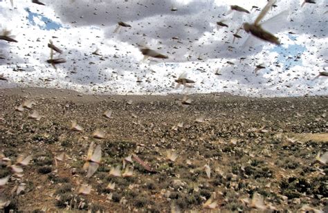 Swarming Locusts - An Ongoing Plague