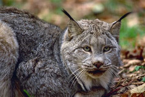 Canada’s 10 most iconic animals - WWF.CA