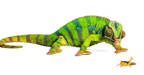 Do Chameleons Eat Mosquitoes? - ReptileStartUp.com