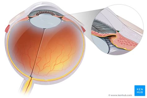 Canal of Schlemm: Location, function, glaucoma | Kenhub