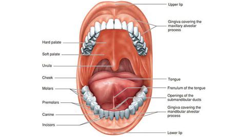 Oral Anatomy 101 • Soundview Family Dental