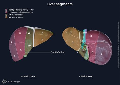 Liver Anatomy Segments