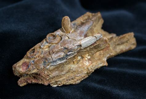 Fossil Crocodile Maxilla (jaw) - Cretaceous For Sale (#1361 ...