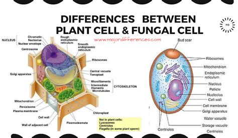 5 Differences between Plant cell and Fungal cell - MD