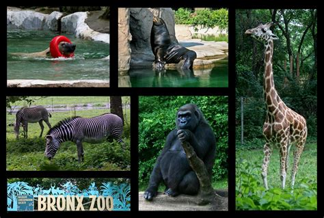 Bronx Zoo | Bronx zoo, New york zoo, Zoo