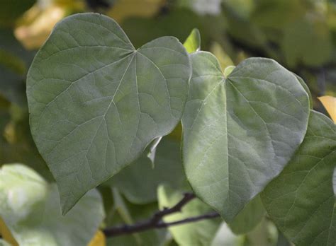 Eastern Redbud | UMass Amherst Greenhouse Crops and Floriculture Program