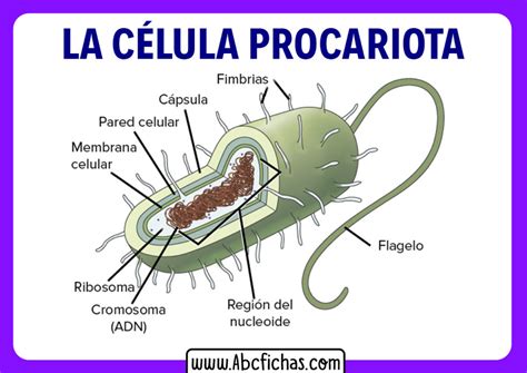 Anatomia de la celula procariota - ABC Fichas