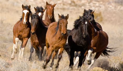 Wild Horses (poetry) - Old West Daily Reader