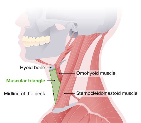 Sternothyroid Muscle