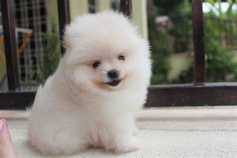 59+ White Pomeranian Dog Pictures Picture - Codepromos