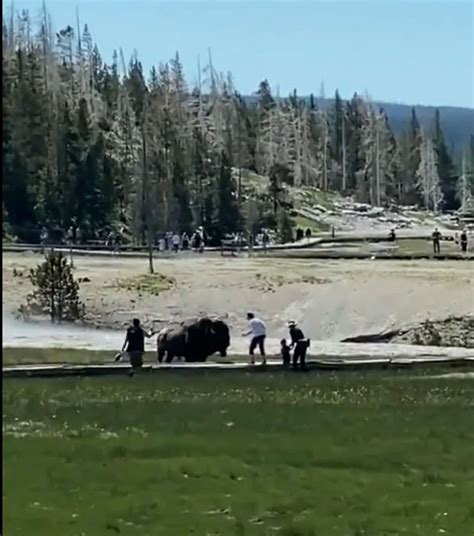 Man gored by bison at Yellowstone National Park in 2nd attack this year ...