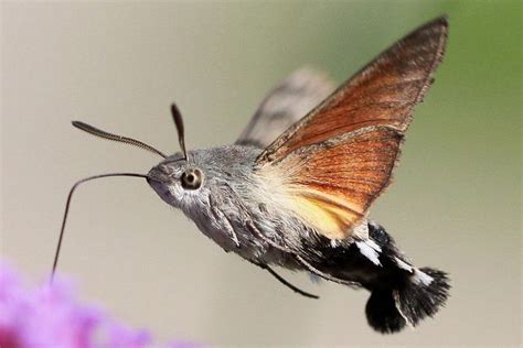 Hummingbird Moth Life Cycle