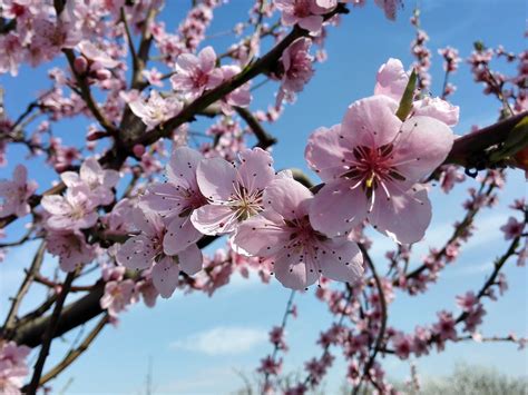 When The Peach Blossoms Bloom..... - Thrive Global