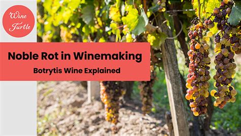 Noble Rot in Winemaking [Botrytis Wine Explained]