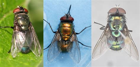 Three Blow Fly Species - Entomology Today