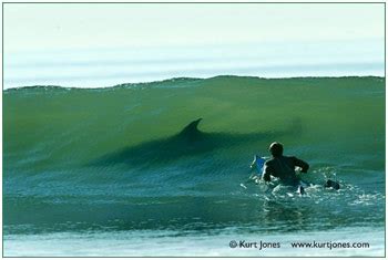 surfing-shark - SnowBrains