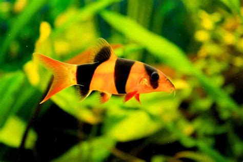 Clown Loach: The Ultimate Guide to Care and Maintenance