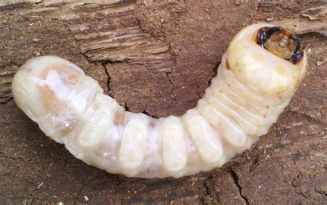 Round Headed Borer Larva - What's That Bug?