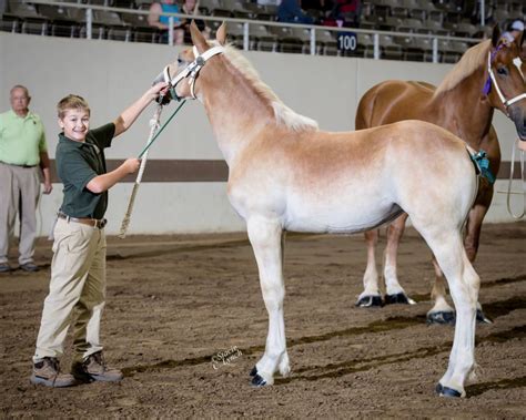 Belgian Draft Horse Corporation | Colors and Markings