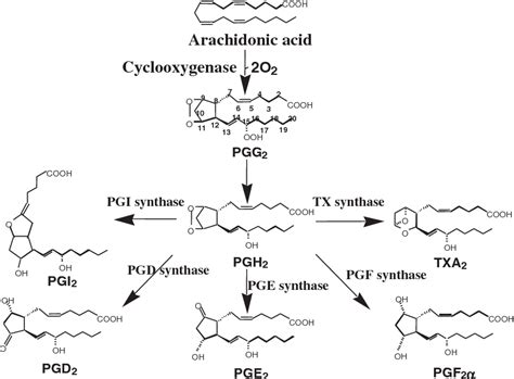 Figure 1 from Physiology and pathophysiology of prostanoid receptors ...