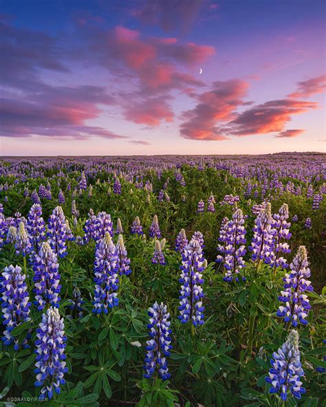 242 best Lupine images on Pholder | Gardening, Earth Porn and Maine