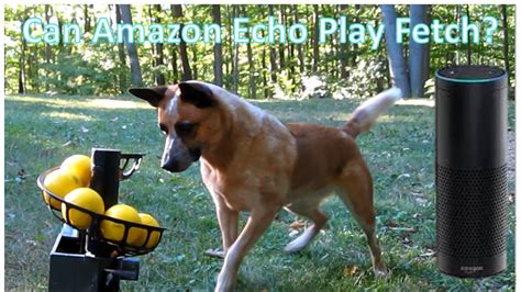 The 22 Best Ideas for Automatic Dog Ball Launcher Diy – Home, Family ...