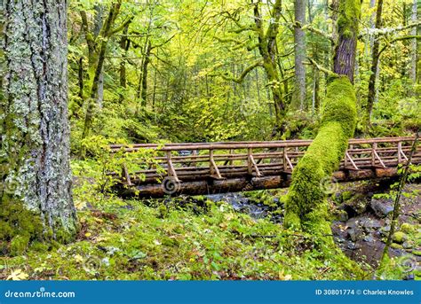 Log Bridge in a Rain Forest Stock Photo - Image of lush, wooden: 30801774