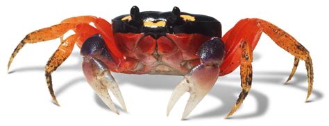 What Are Crustaceans | Types Of Crustaceans | DK Find Out